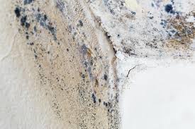 Mold Prevention & Removal